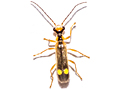Malthinus seriepunctatus